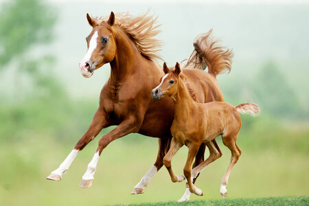  Adult and younger horse running on grass