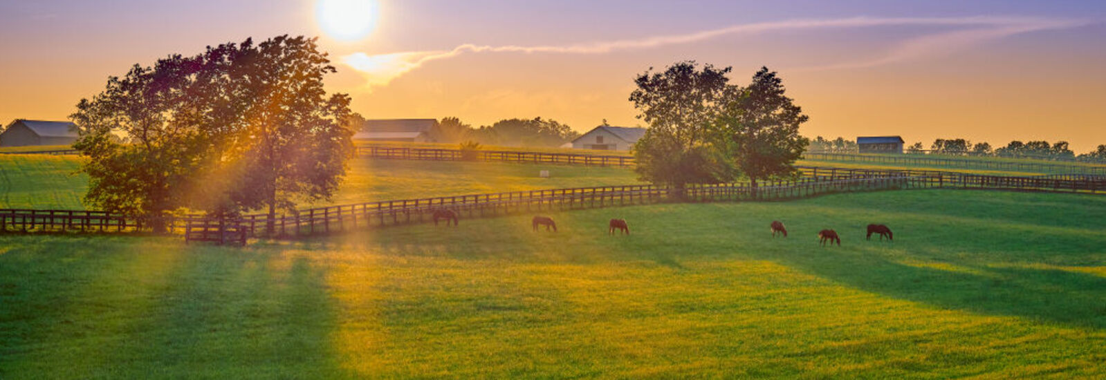 View of large field with horses