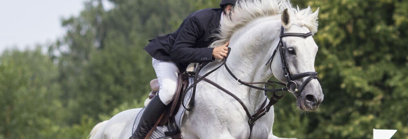 White horse jumping 