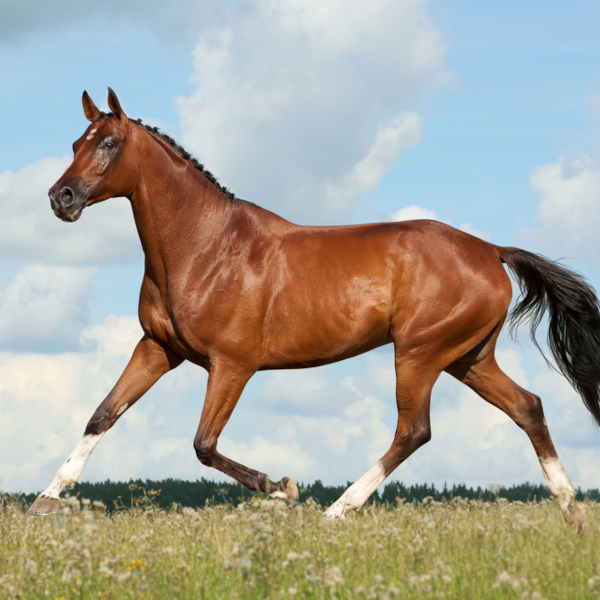 Two horses in a field in front of a farm house